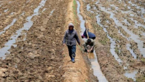 Kişi başı günlük gıda alımı 300 Gram’la sınırlı: Kuzey Kore 